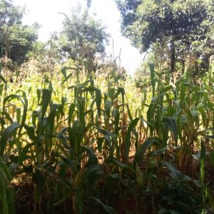 Two acres in gatundu kimunyu. Only 3km from gatundu road. . With already build structures that can be used as hotel, shops,posho mill, butchery etc... The farm includes ovacado, mangoes,gandamia,jack fruits n banana plantation . Which all bring forth income.. Selling 15m whole parcel