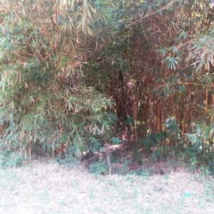 Two acres in gatundu kimunyu. Only 3km from gatundu road. . With already build structures that can be used as hotel, shops,posho mill, butchery etc... The farm includes ovacado, mangoes,gandamia,jack fruits n banana plantation . Which all bring forth income.. Selling 15m whole parcel