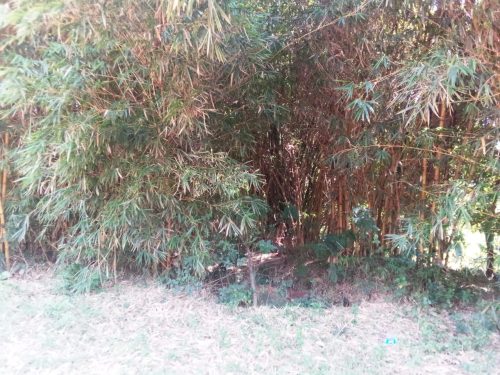 Two acres in gatundu kimunyu. Only 3km from gatundu road. . With already build structures that can be used as hotel, shops,posho mill, butchery etc... The farm includes ovacado, mangoes,gandamia,jack fruits n banana plantation . Which all bring forth income.. Selling 15m whole parcel